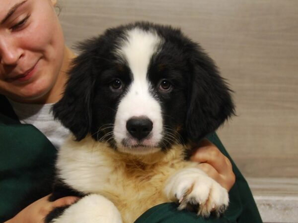 Bernese Mountain Dog/Newfoundland-DOG-Female-Black / White-16539-Petland Iowa City, Iowa