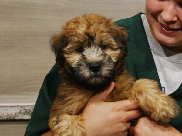 Soft Coated Wheaten Terrier DOG Female Wheaten 16531 Petland Iowa City, Iowa