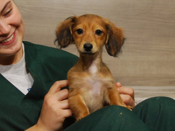 Chihuahua/Dachshund DOG Female Black & Tan 16392 Petland Iowa City, Iowa