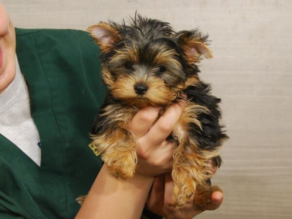 Yorkshire Terrier DOG Male Black & Tan 16521 Petland Iowa City, Iowa