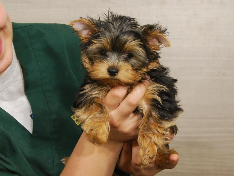 Yorkshire Terrier Dog Male Black & Tan 16521