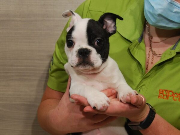 French Bulldog/Boston Terrier DOG Male Black & White 16465 Petland Iowa City, Iowa