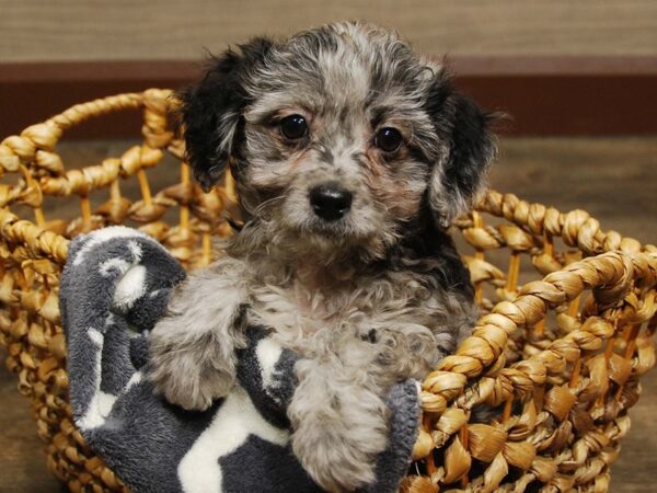 Mini Labradoodle-DOG-Male-Blue Merle-16548-Petland Iowa City, Iowa