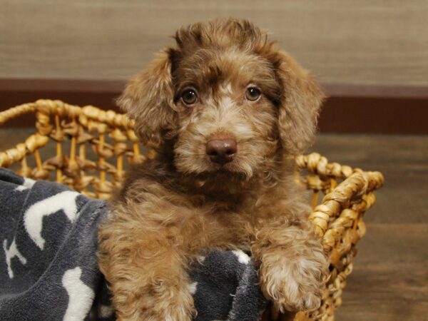 Mini Labradoodle-DOG-Male-Chocolate Merle-16549-Petland Iowa City, Iowa