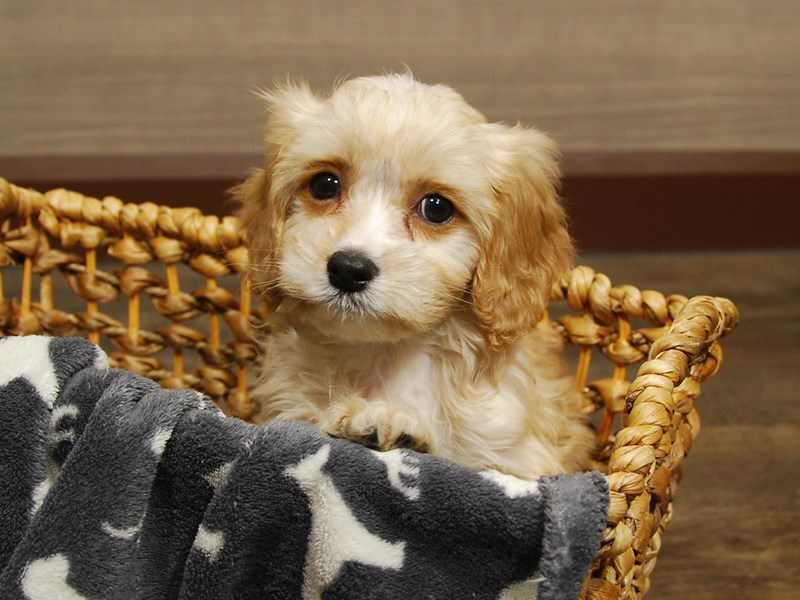 Cavapoo Dog Male Apricot 16555