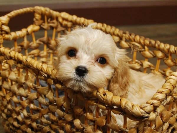 Cavapoo DOG Male Apricot 16554 Petland Iowa City, Iowa