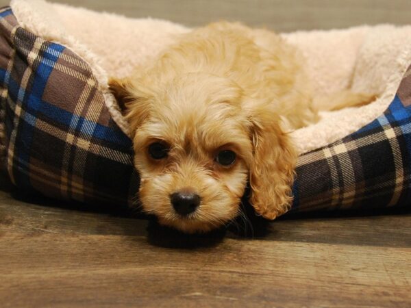 Cavapoo DOG Female Apricot 16551 Petland Iowa City, Iowa