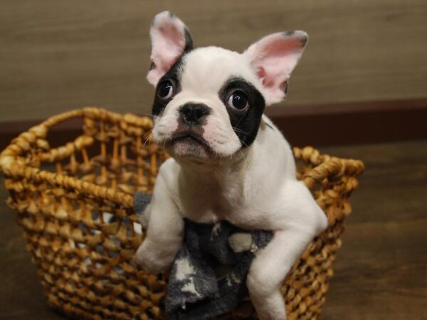 French Bulldog/Boston Terrier-DOG-Female-Black & White-16556-Petland Iowa City, Iowa