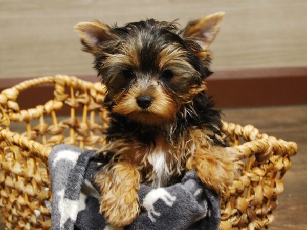 Yorkshire Terrier DOG Female Black & Tan 16520 Petland Iowa City, Iowa