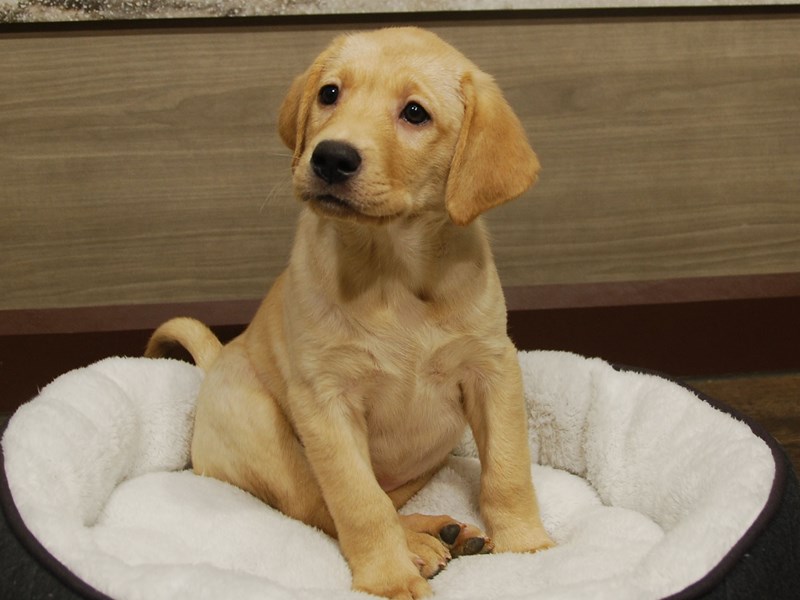 Labrador Retriever Dog Female Yellow 16527