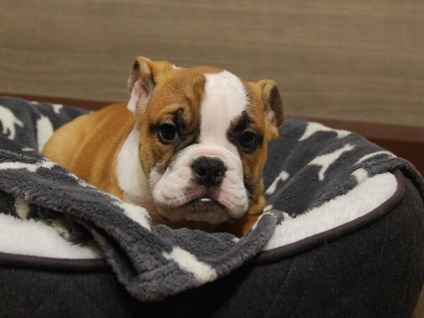 Victorian Bulldoge DOG Female Red / White 16525 Petland Iowa City, Iowa