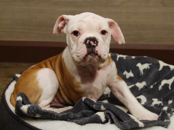 Victorian Bulldoge DOG Male Red / White 16526 Petland Iowa City, Iowa