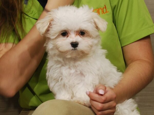 Maltese DOG Female White 16547 Petland Iowa City, Iowa