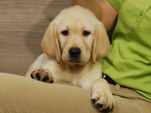 Labrador Retriever DOG Male Yellow 16528 Petland Iowa City, Iowa