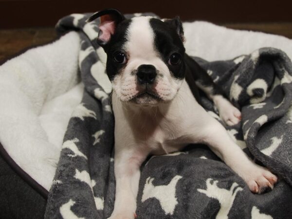 French Bulldog/Boston Terrier-DOG-Female-Black & White-16557-Petland Iowa City, Iowa