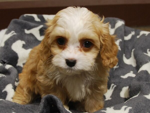 Cavapoo DOG Female Apricot 16553 Petland Iowa City, Iowa