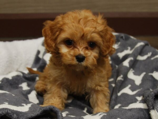 Cavapoo DOG Female Ruby 16552 Petland Iowa City, Iowa