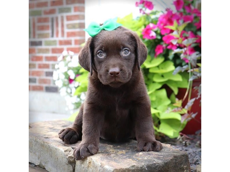 Labrador Retriever Dog Female Chocolate 16558