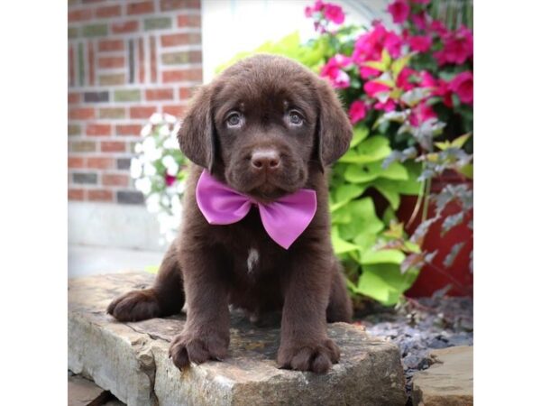 Labrador Retriever DOG Male Chocolate 16559 Petland Iowa City, Iowa