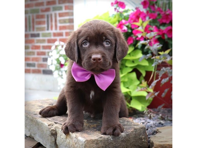 Labrador Retriever Dog Male Chocolate 16559