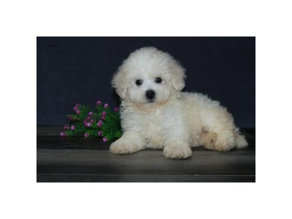 Bichon/Poodle DOG Male White / Cream 16563 Petland Iowa City, Iowa