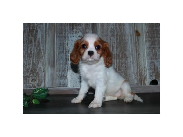 Cavalier King Charles Spaniel DOG Female Blenheim 16560 Petland Iowa City, Iowa