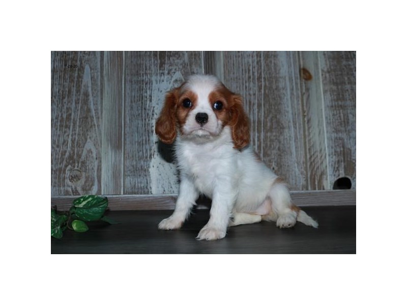 Cavalier King Charles Spaniel Dog Female Blenheim 16560