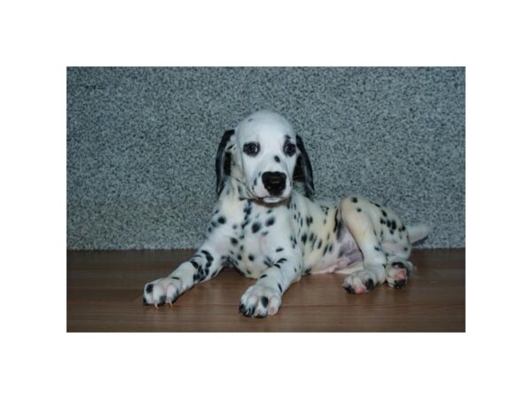 Dalmatian DOG Male White / Black 16561 Petland Iowa City, Iowa