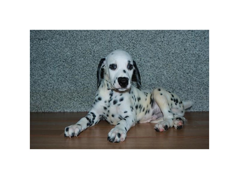 Dalmatian Dog Male White / Black 16561