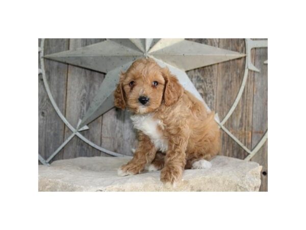 Goldendoodle Mini 2nd Gen DOG Male Red 16562 Petland Iowa City, Iowa