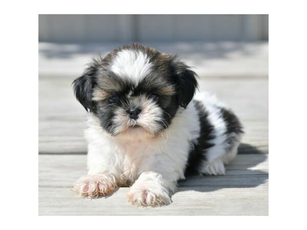 Shih Tzu DOG Male Brown / White 16572 Petland Iowa City, Iowa