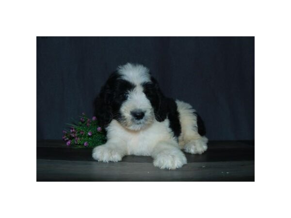 Old English Sheepdog/Poodle DOG Female Black / White 16574 Petland Iowa City, Iowa