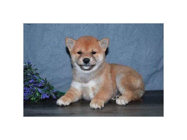 Shiba Inu DOG Female Red 16570 Petland Iowa City, Iowa