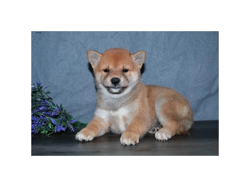 Shiba Inu Dog Female Red 16570