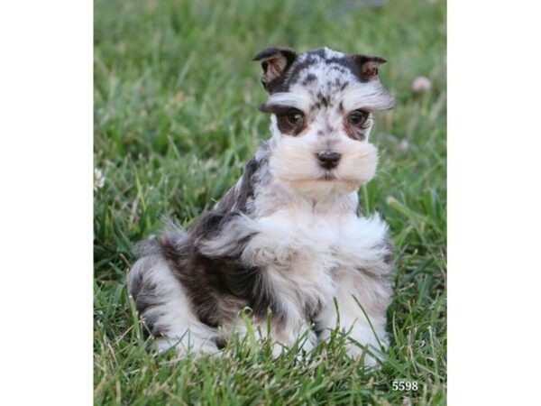 Miniature Schnauzer DOG Male Chocolate Merle 16567 Petland Iowa City, Iowa