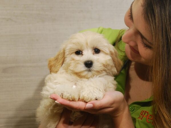 Poodle Mini DOG Female Apricot 16564 Petland Iowa City, Iowa