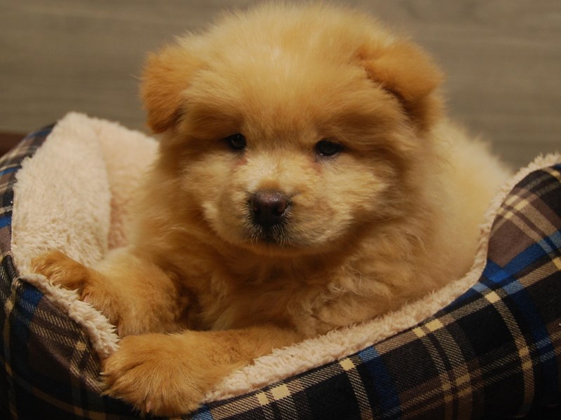 Chow Chow Dog Female Cream 16566