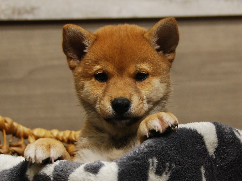 Shiba Inu Dog Male Red 16571
