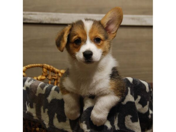 Pembroke Welsh Corgi DOG Female Tri-Colored 16568 Petland Iowa City, Iowa