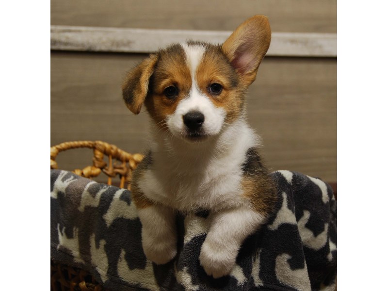 Pembroke Welsh Corgi Dog Female Tri-Colored 16568