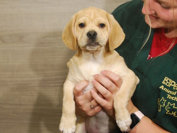 Beagle/Pug DOG Male Cream 16463 Petland Iowa City, Iowa