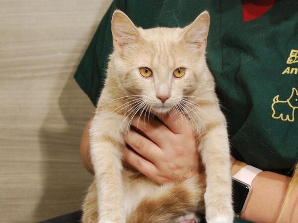 Domestic Kitten-CAT-Male-Tan Tiger-16579-Petland Iowa City, Iowa