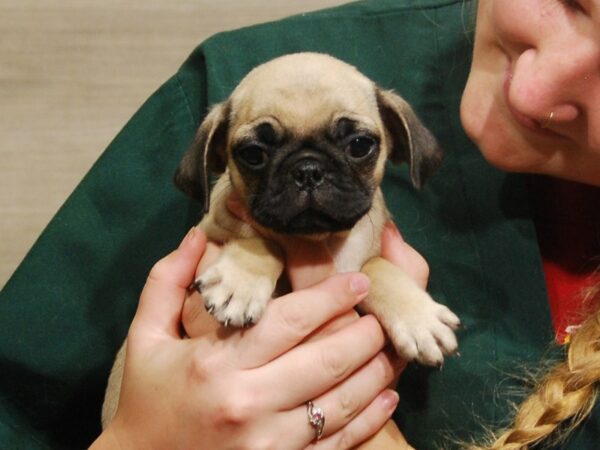 Pug DOG Female Fawn 16569 Petland Iowa City, Iowa