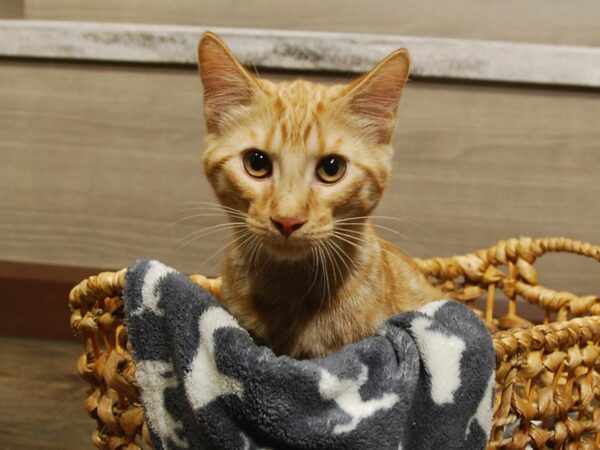 Domestic Kitten CAT Male Orange Tiger 16578 Petland Iowa City, Iowa