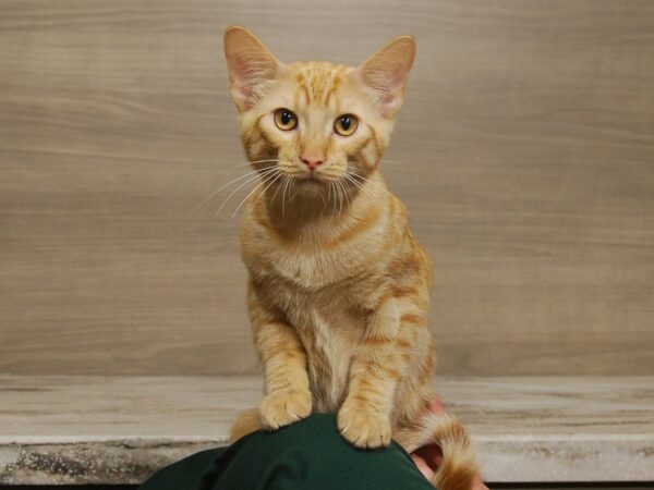 Domestic Kitten CAT Male Orange Tiger 16577 Petland Iowa City, Iowa