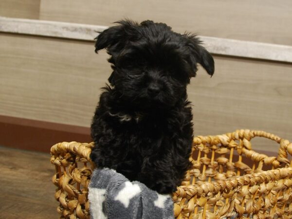 Yorkshire Terrier/Poodle DOG Female Black 16580 Petland Iowa City, Iowa