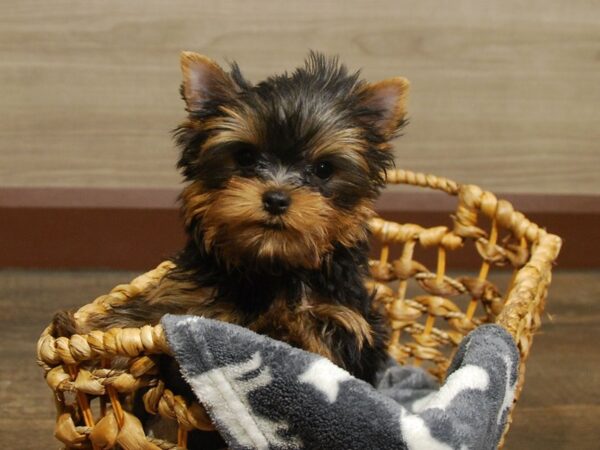 Yorkshire Terrier DOG Female Black & Gold 16585 Petland Iowa City, Iowa