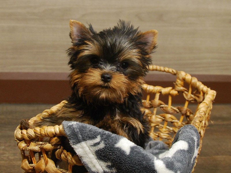 Yorkshire Terrier Dog Female Black & Gold 16585
