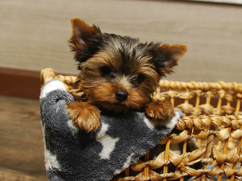 Yorkshire Terrier Dog Female Black & Gold 16584