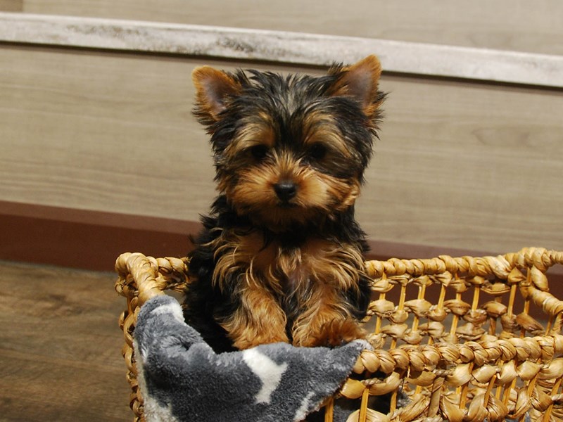 Yorkshire Terrier Dog Female Black & Gold 16583